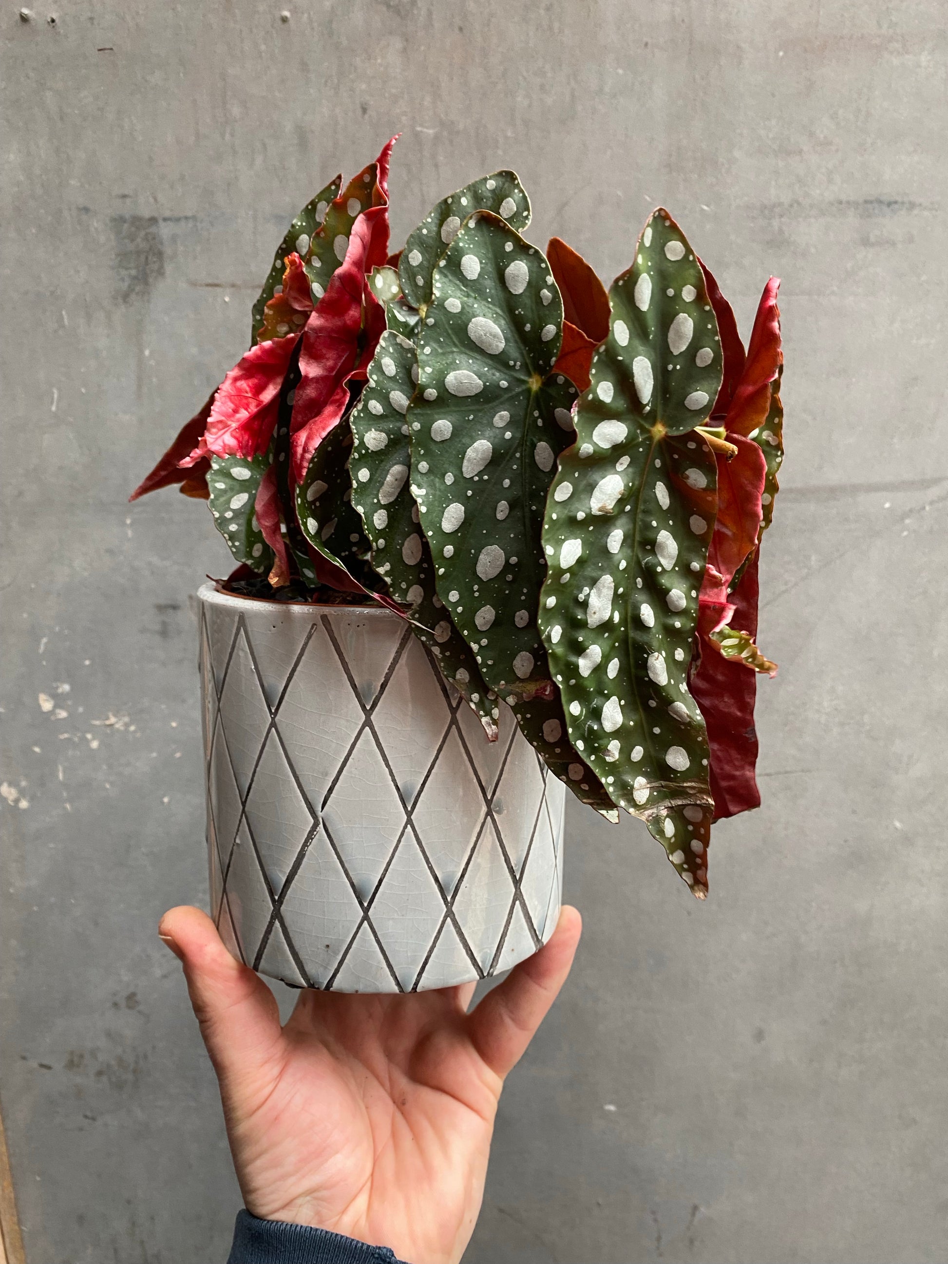Polkadot Begonia Silver Spot-2