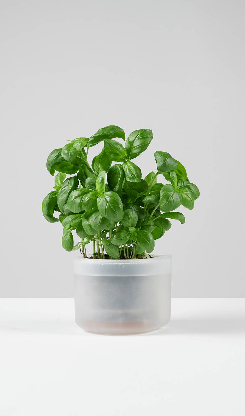 Till Planter - self-watering plant pot (Medium)
