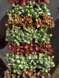 Fittonia-1
