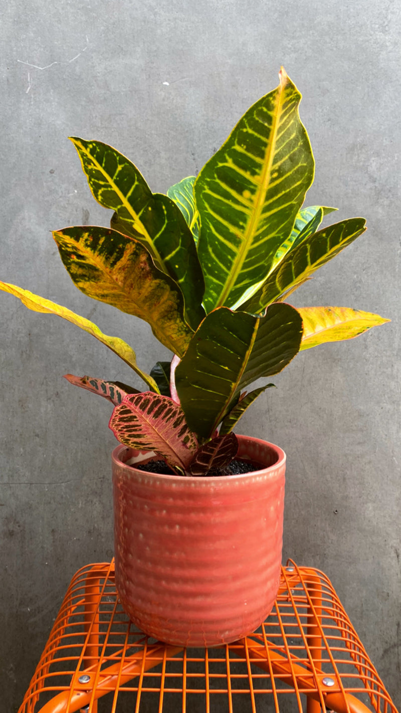 Croton-4