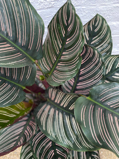 Calathea Sanderiana-8