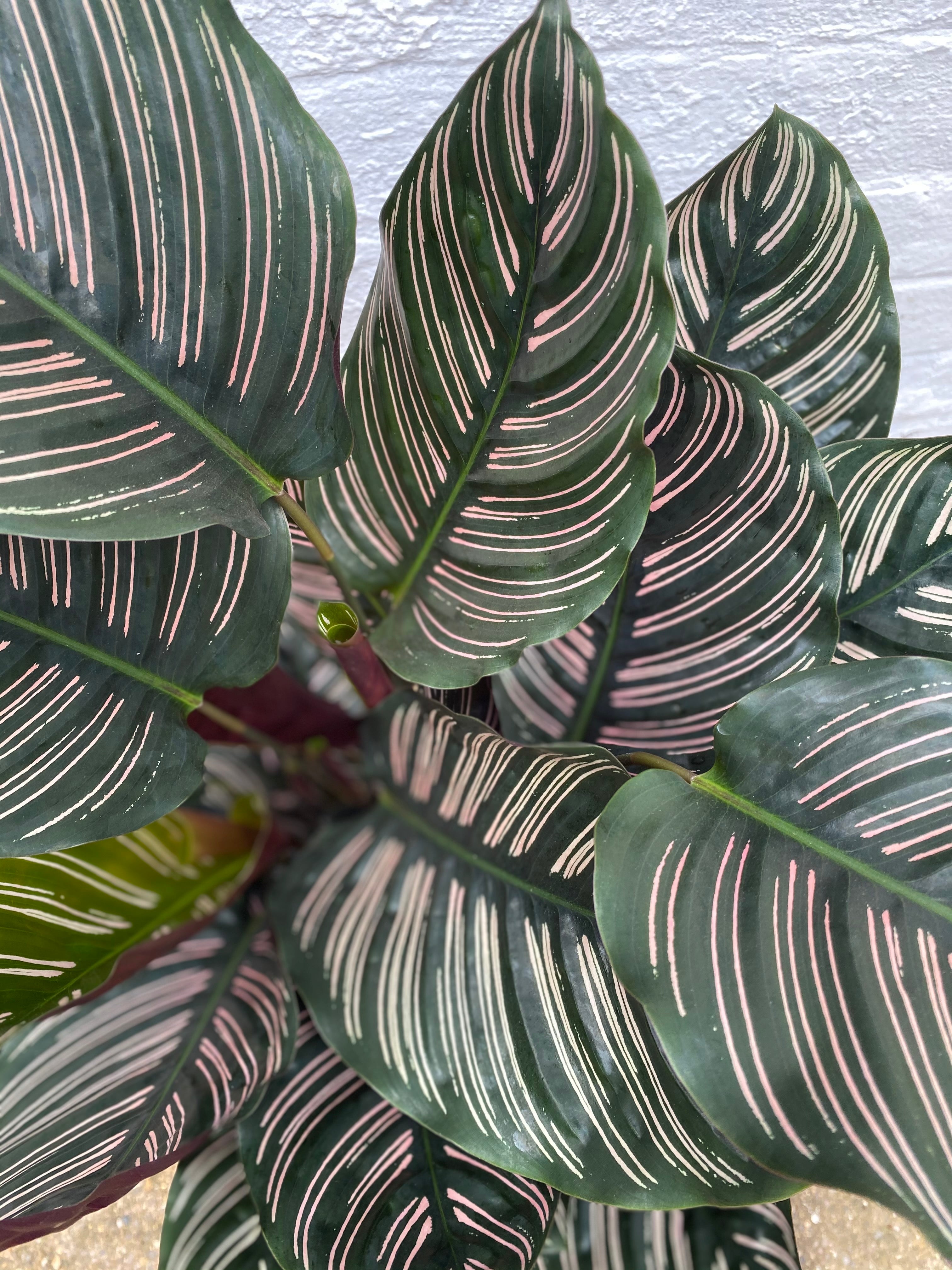 Calathea Sanderiana-8