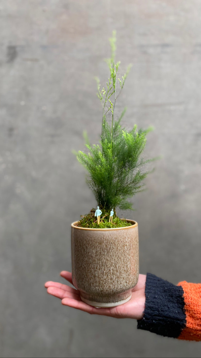 Asparagus Pyramidalis Fern-1