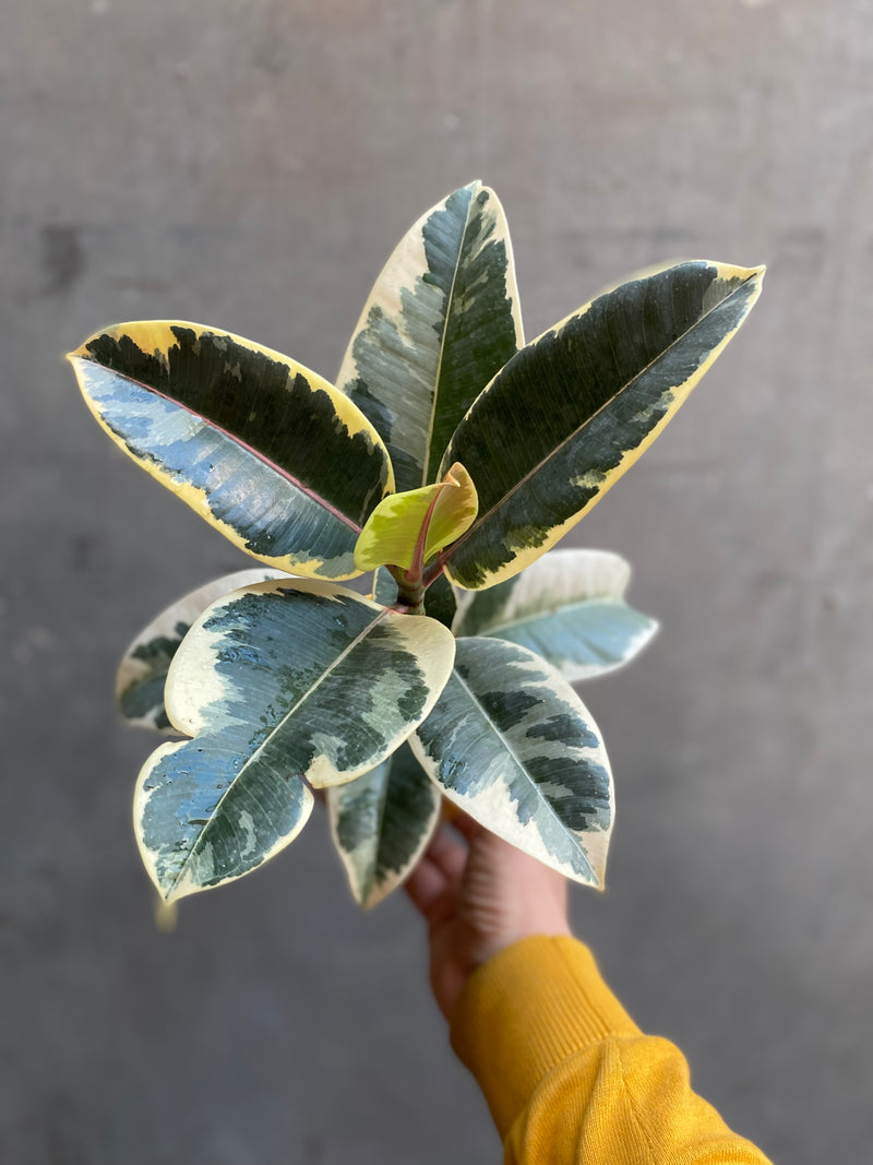 Ficus Tineke-2