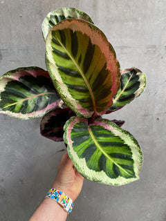 Calathea Rosea-Picta Angela-2