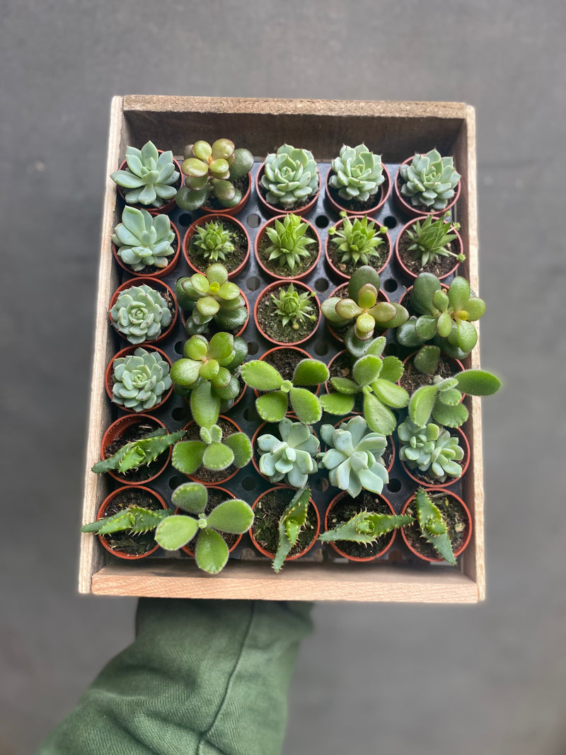 Diddy Succulents-2