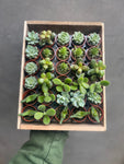 Diddy Succulents