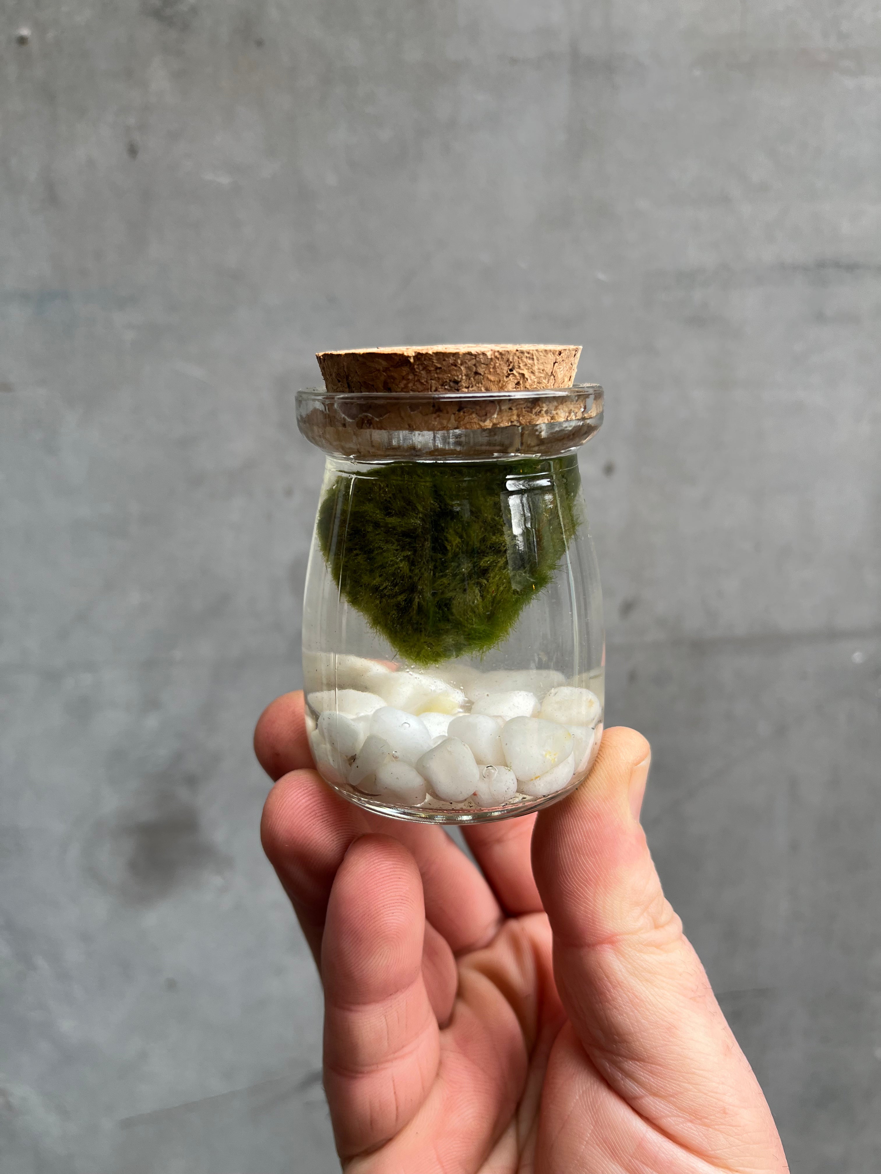 Marimo Moss Balls