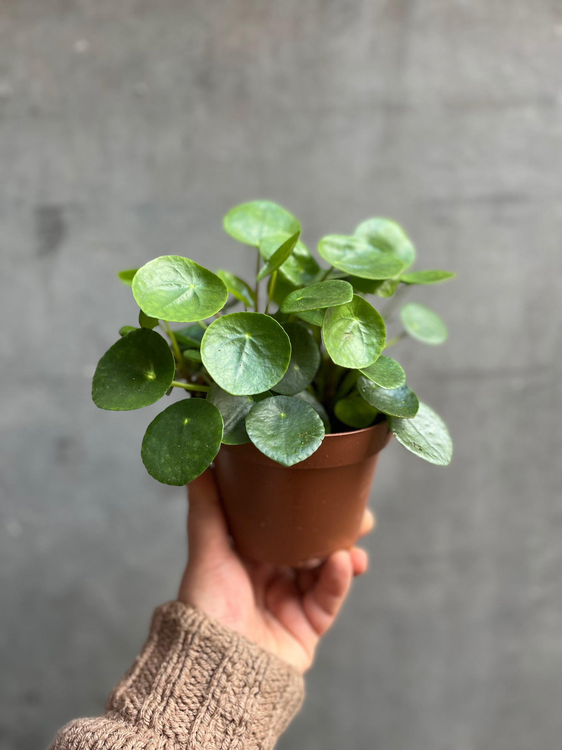 Chinese Money Plant-7