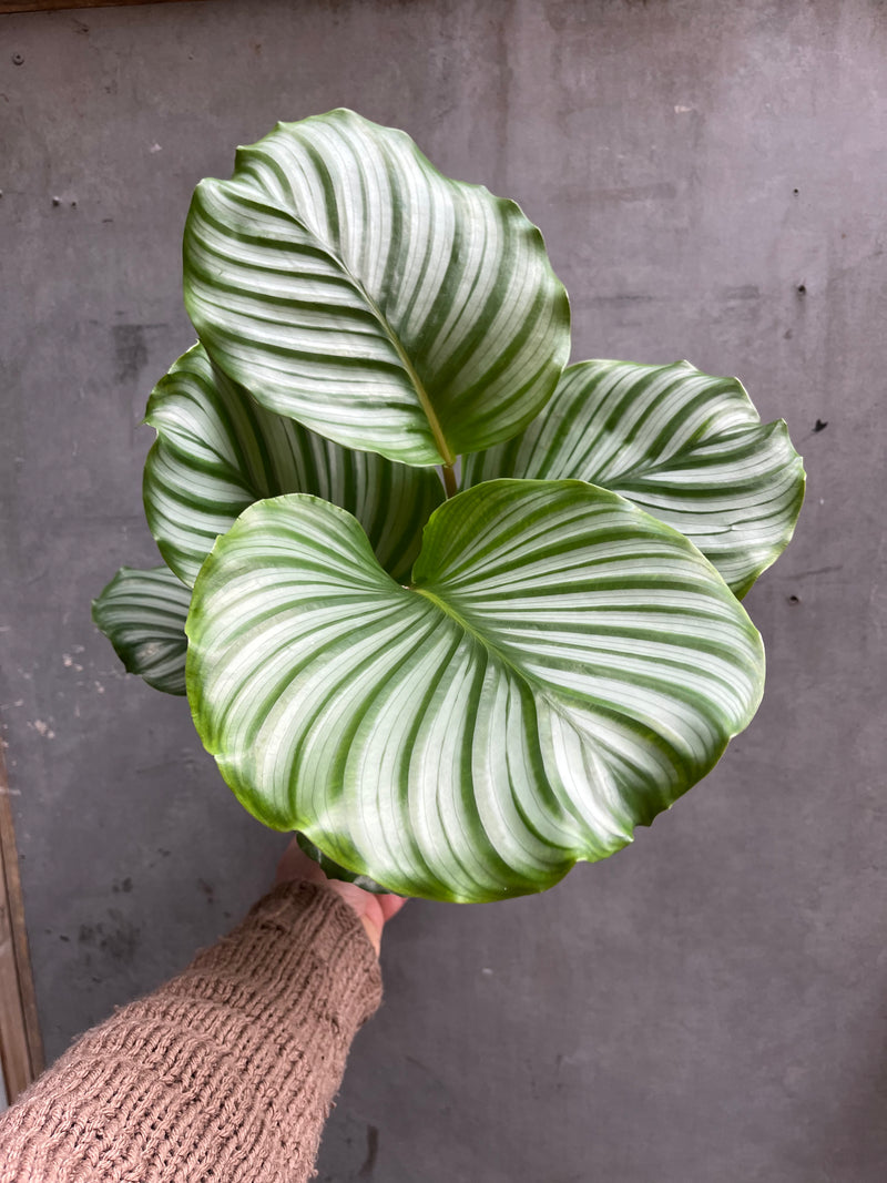 Calathea Orbifolia-2