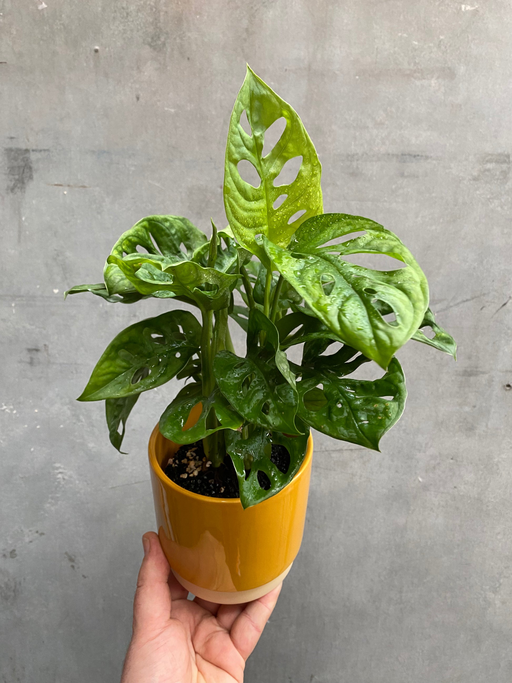 Monstera Adansonii-3