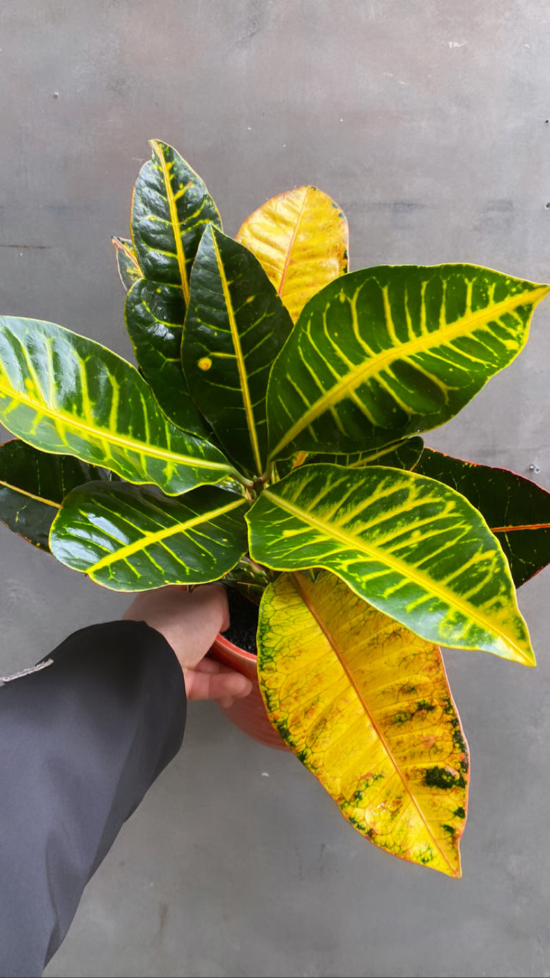Croton-7