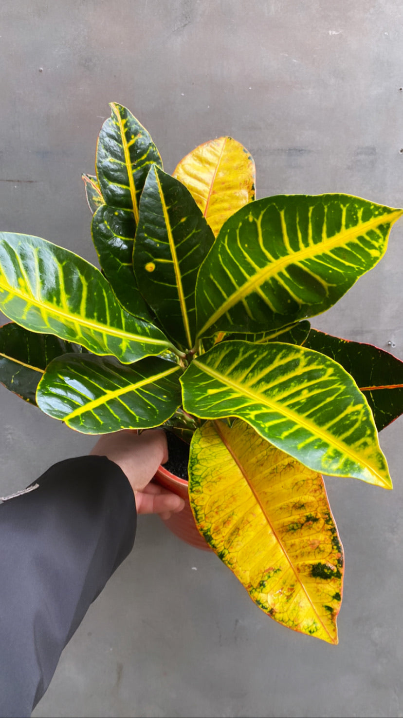 Croton-7
