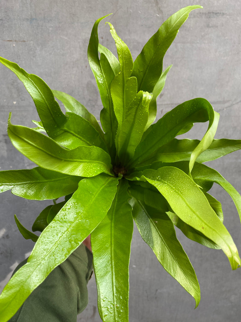 Bird’s Nest Fern-5