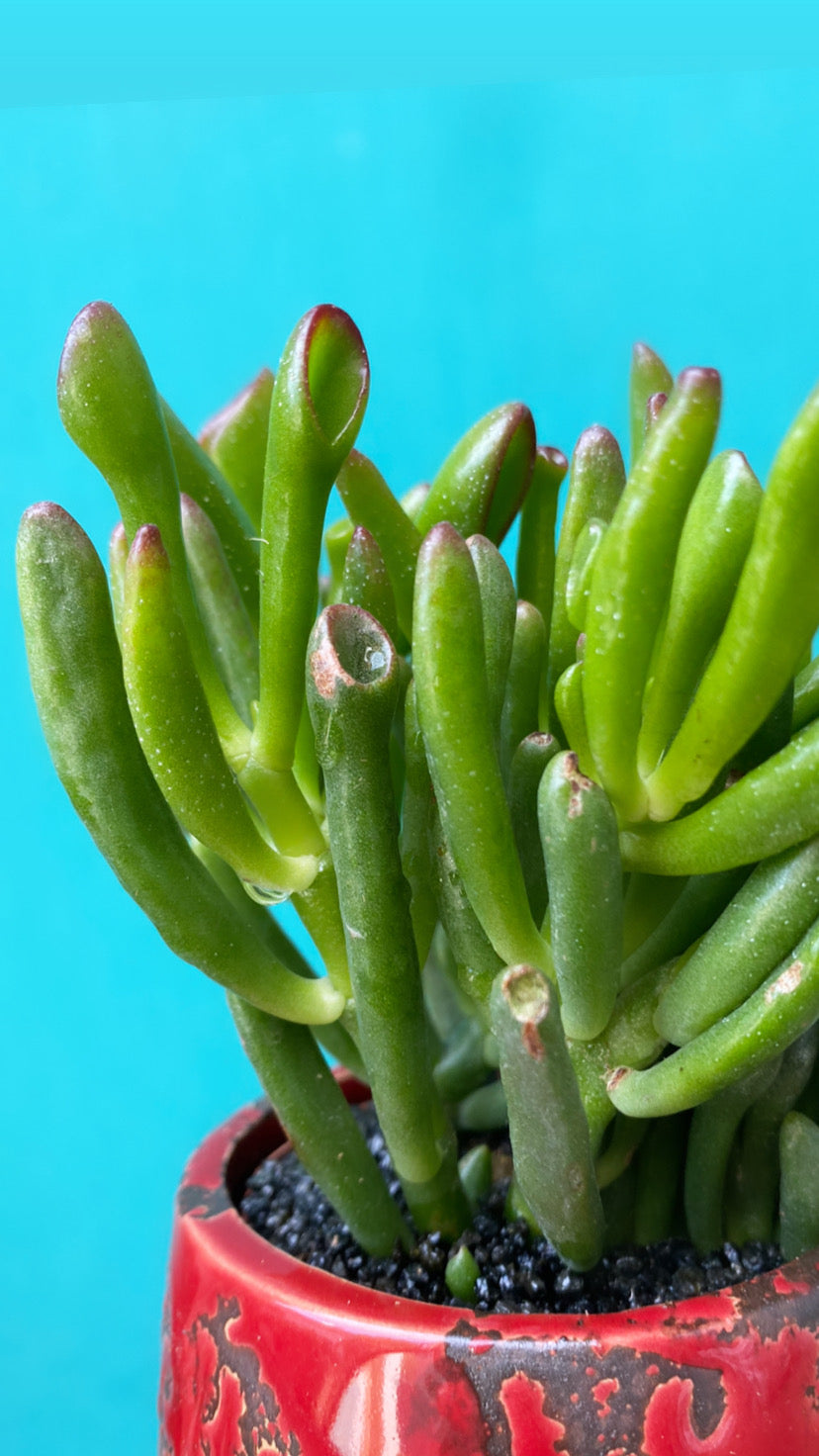 Medium Crassula-6