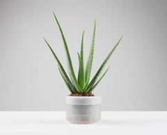 Till Planter - self-watering plant pot - large-1