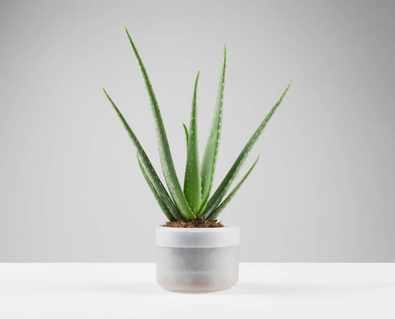 Till Planter - self-watering plant pot - large-1