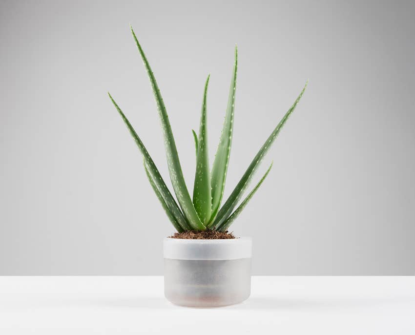 Till Planter - self-watering plant pot - large