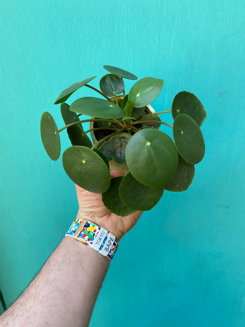Chinese Money Plant-4