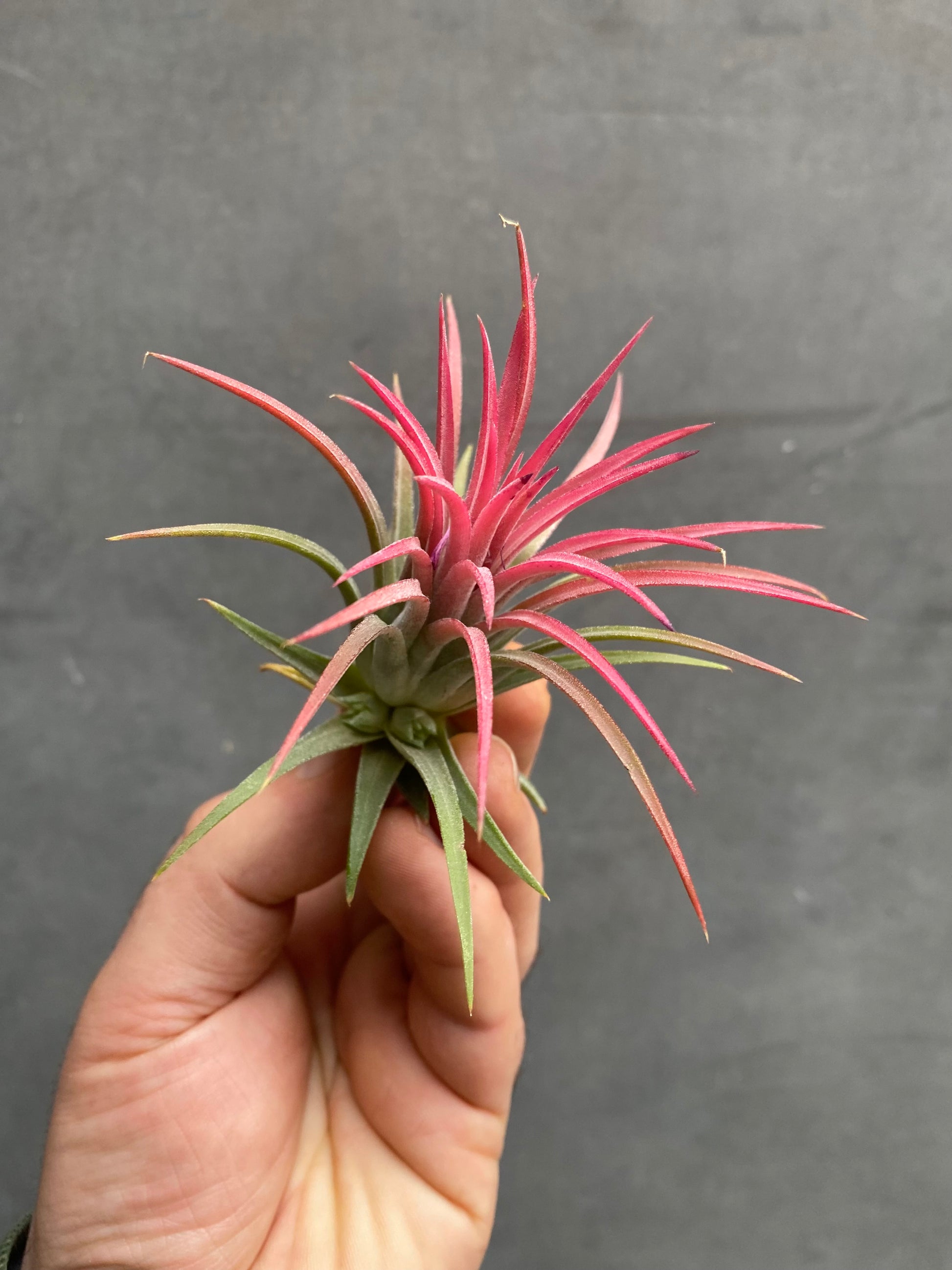 Air Plants (Tillandsia)-7