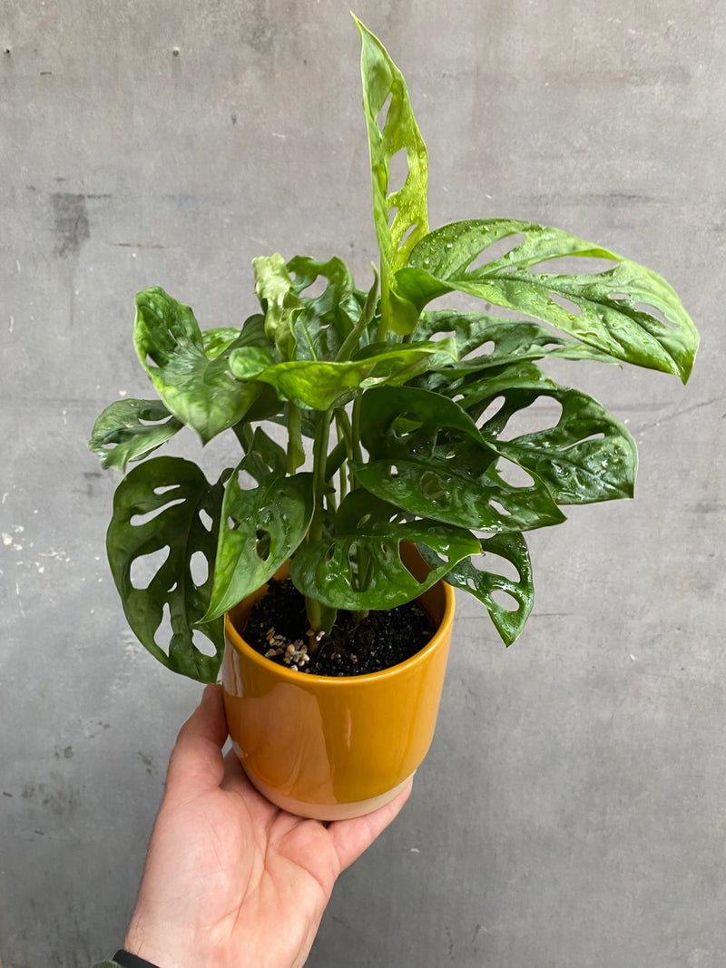 Monstera Adansonii-1