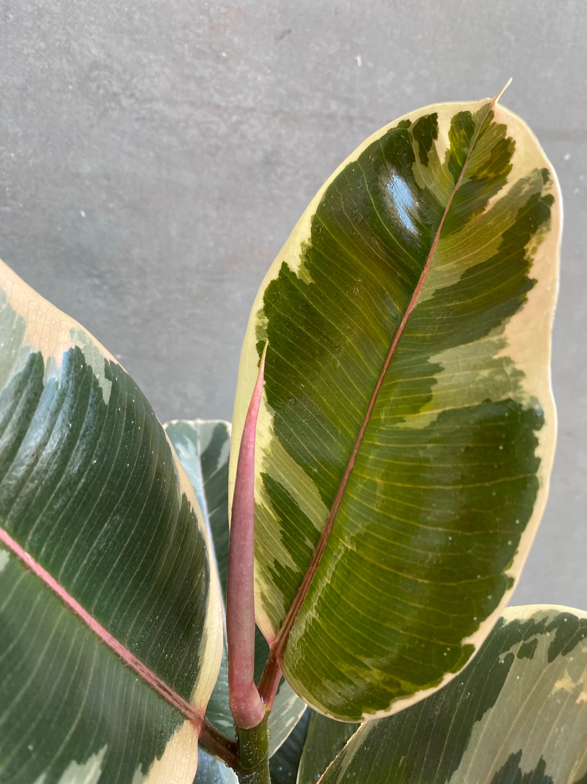 Ficus Tineke-3