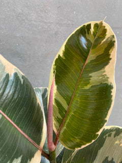 Ficus Tineke-3
