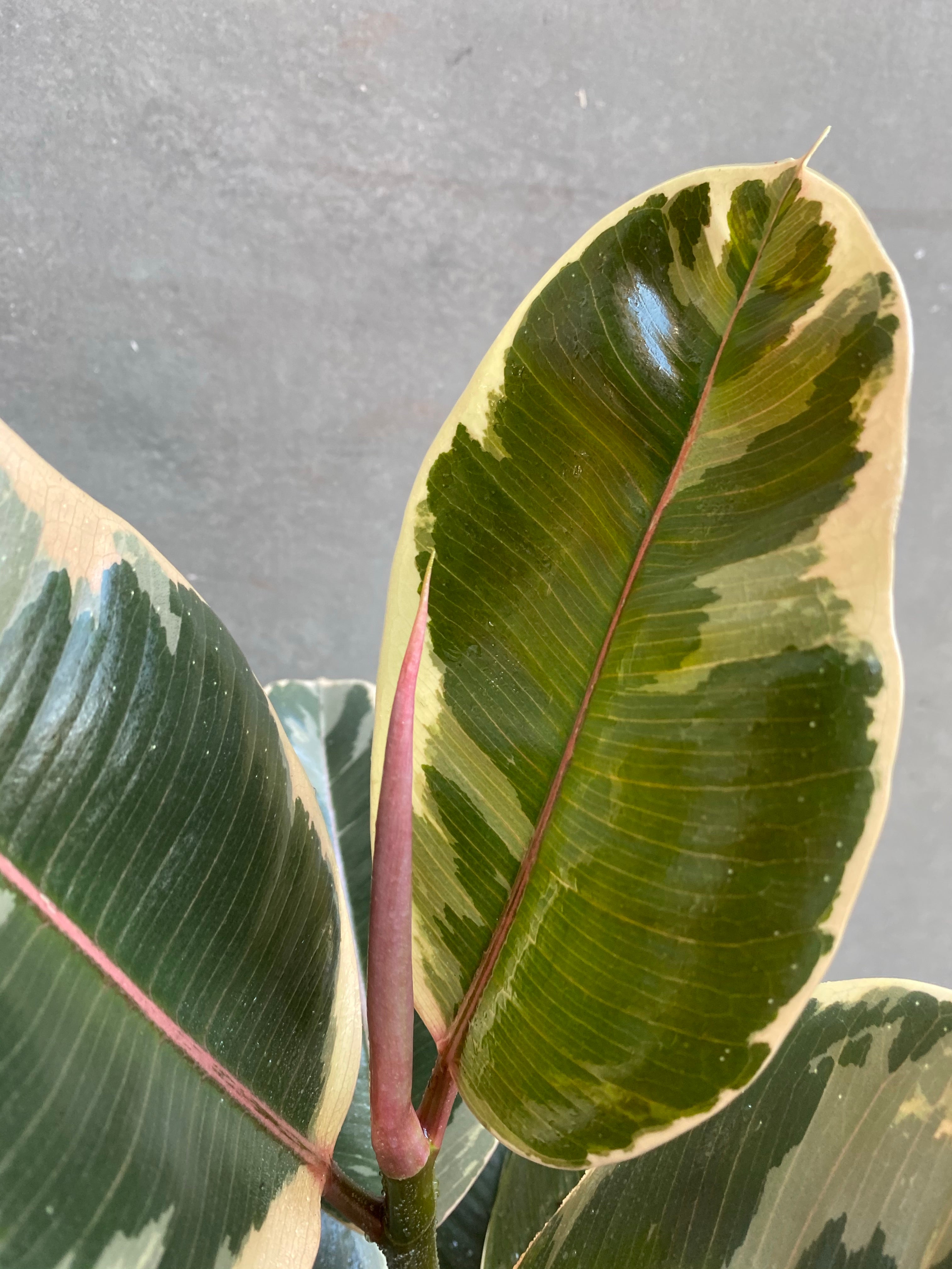 Ficus Tineke-3