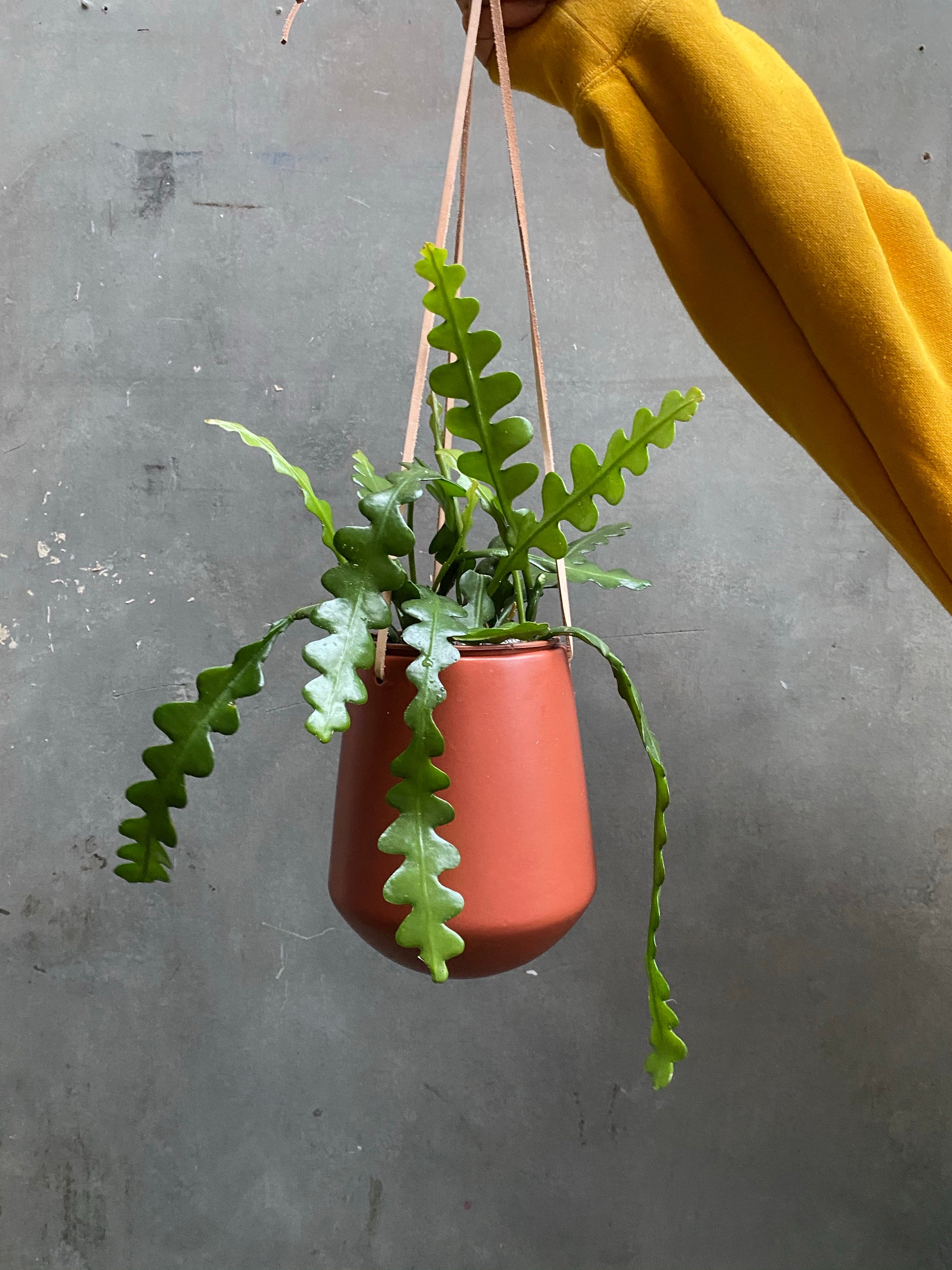 Skittle Hanging Pots (large)-3