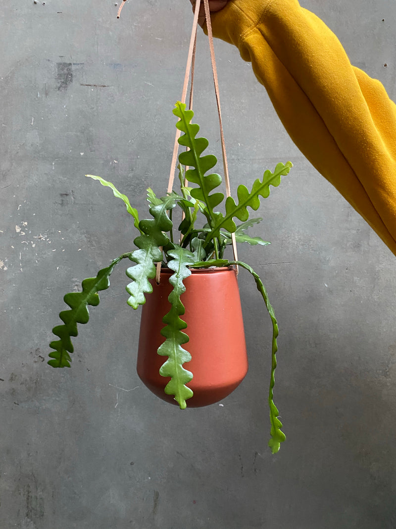 Skittle Hanging Pots (large)-3