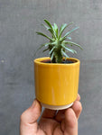 Euphorbia (small)