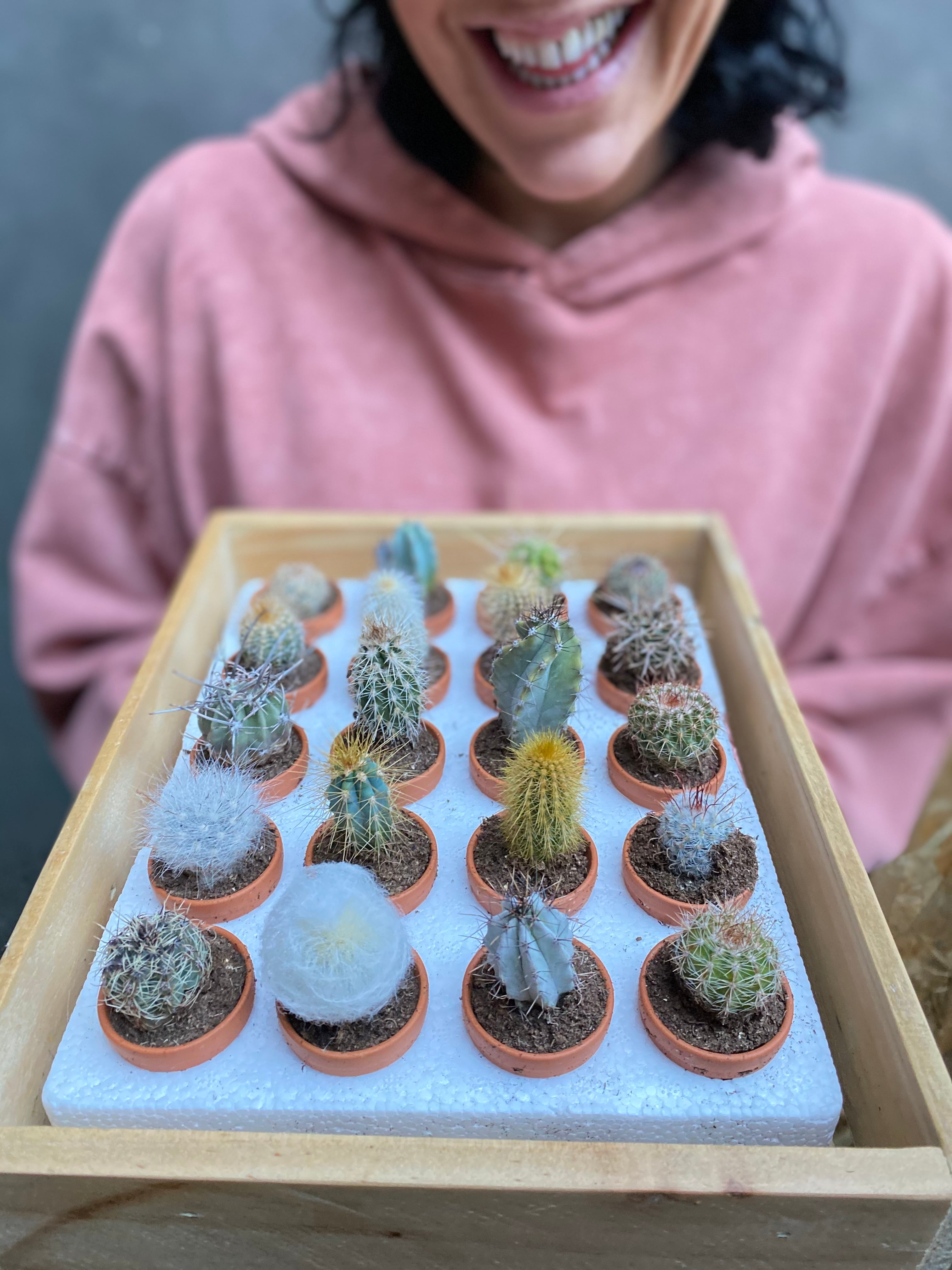 Diddy Cactus
