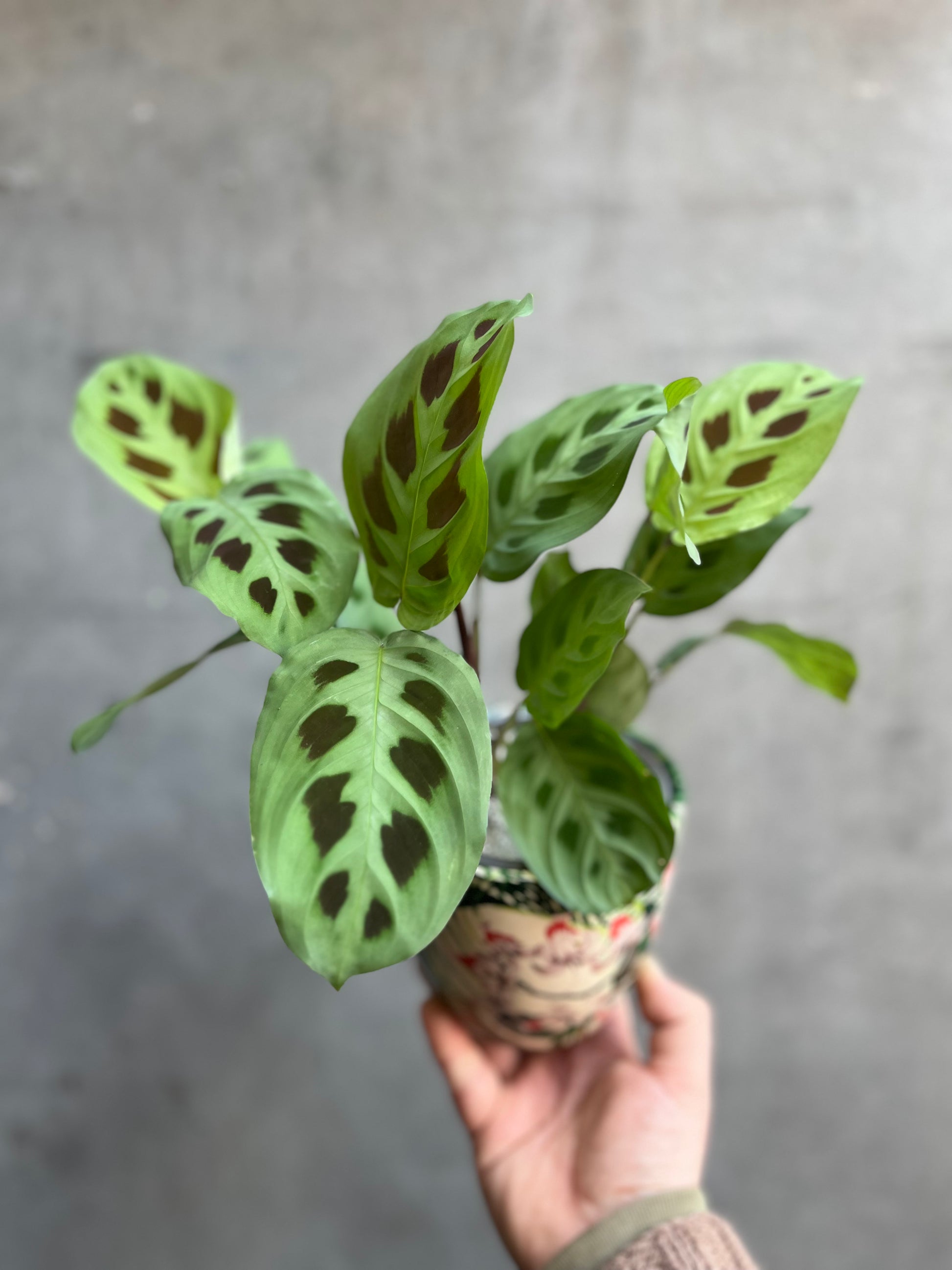 Prayer Plant-6