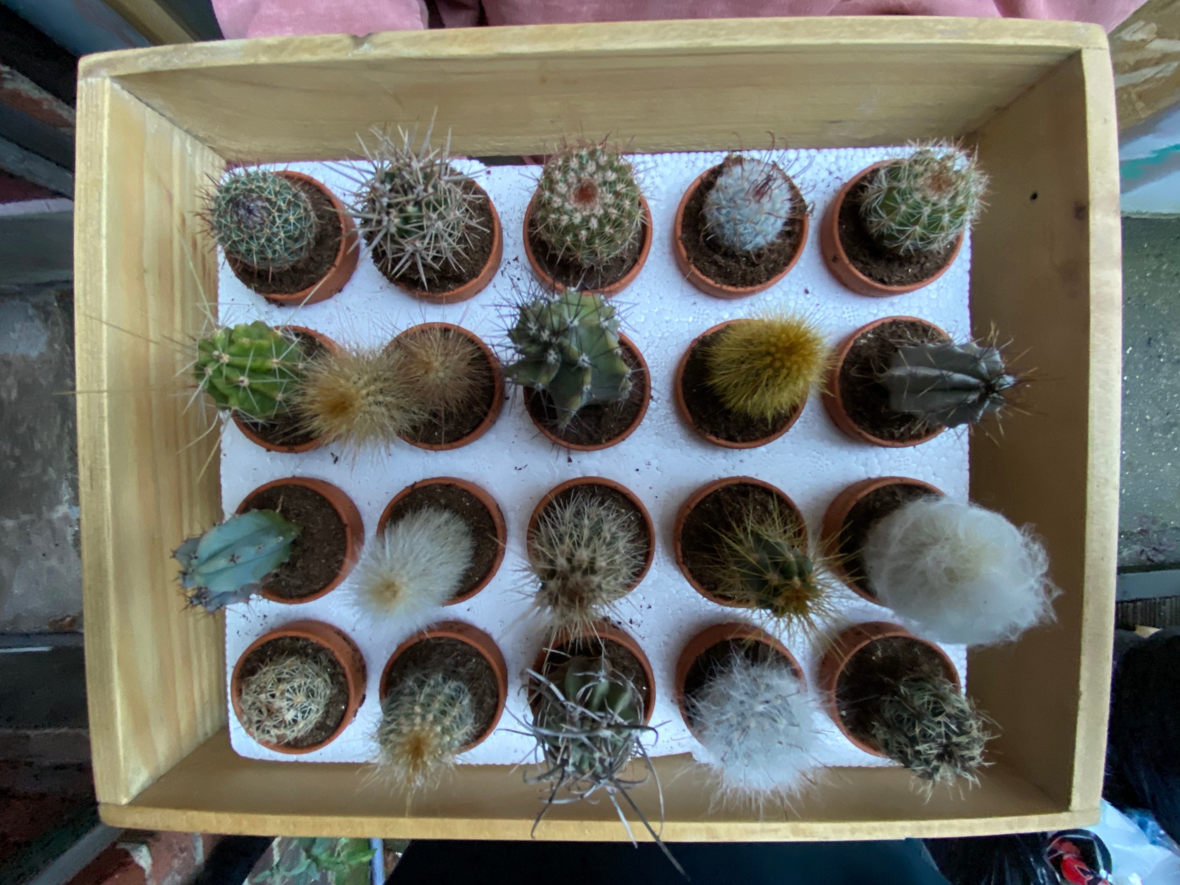 Diddy Cactus-6