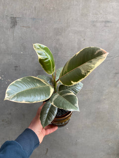Ficus Tineke-6