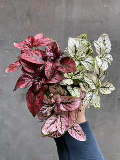 Polka Dot Plant-1