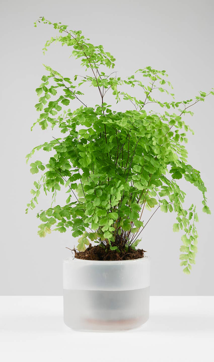 Till Planter - self-watering plant pot (Medium)
