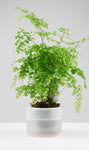 Till Planter - self-watering plant pot - medium