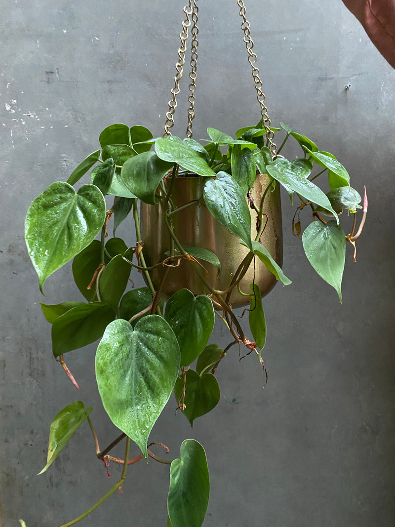 Philodendron Scandens-3