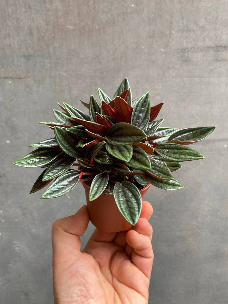Peperomia Caperata Rosso-6