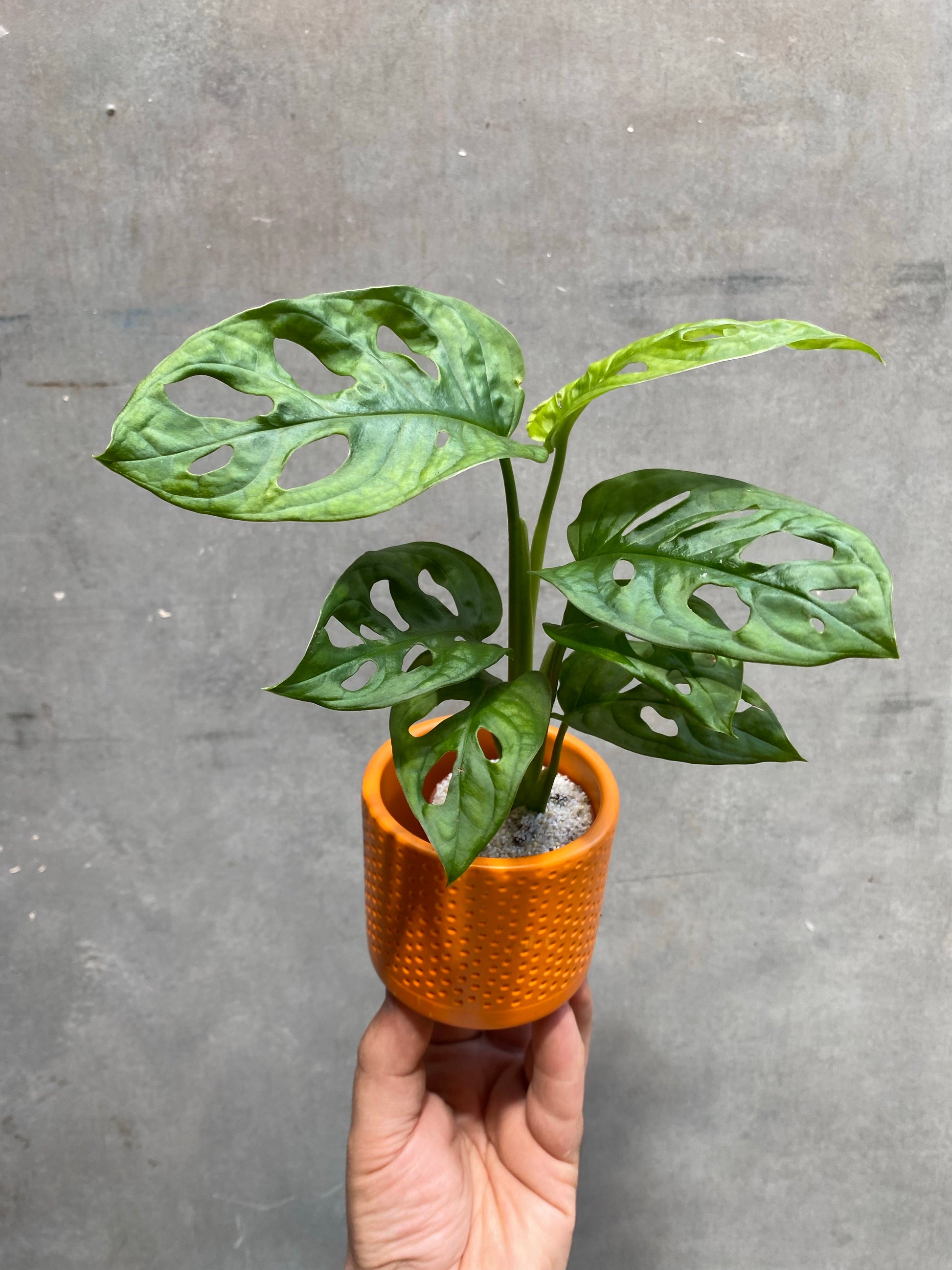 Monkey Leaf Monstera-3