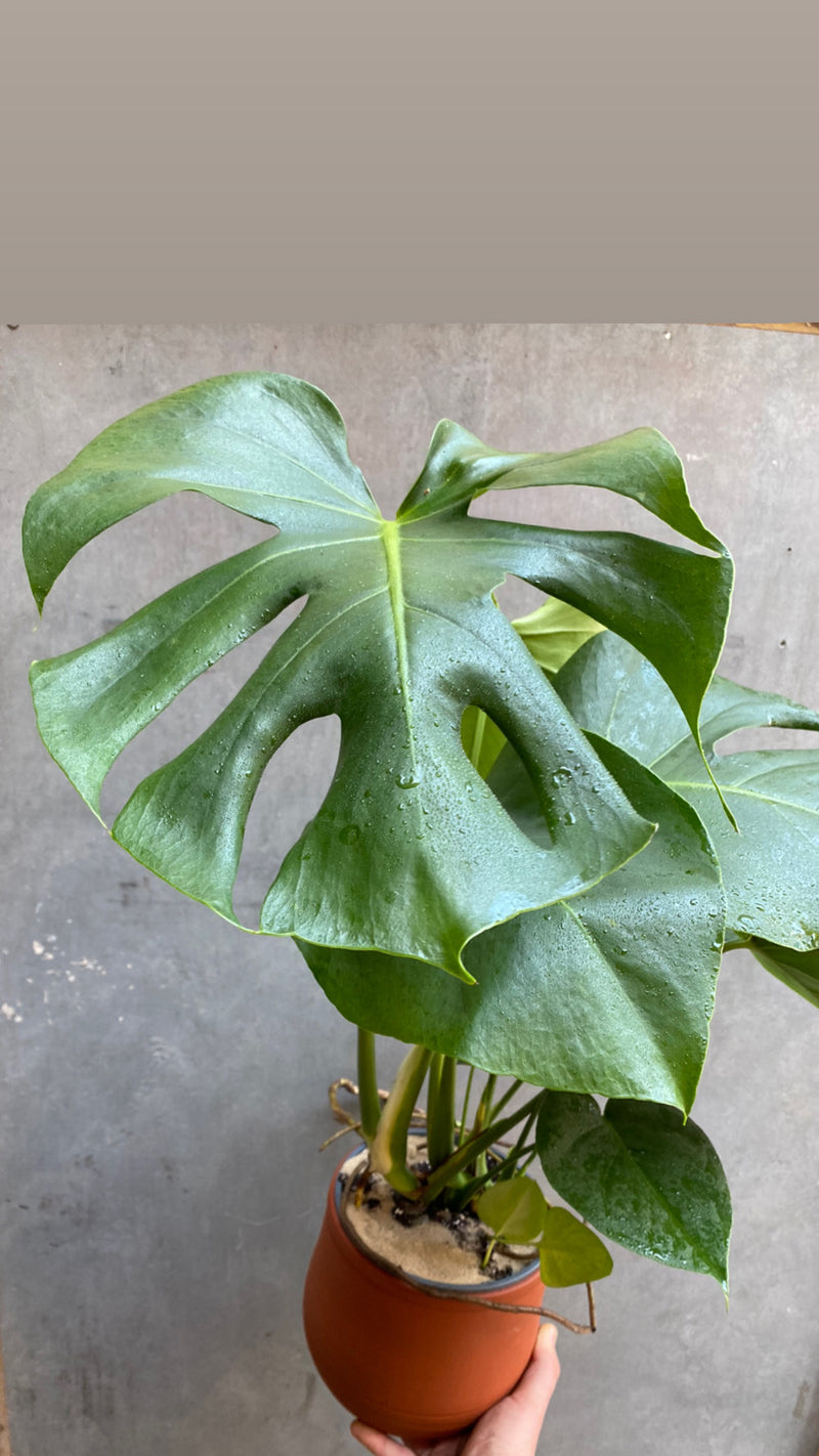 Small Monstera Deliciosa-3