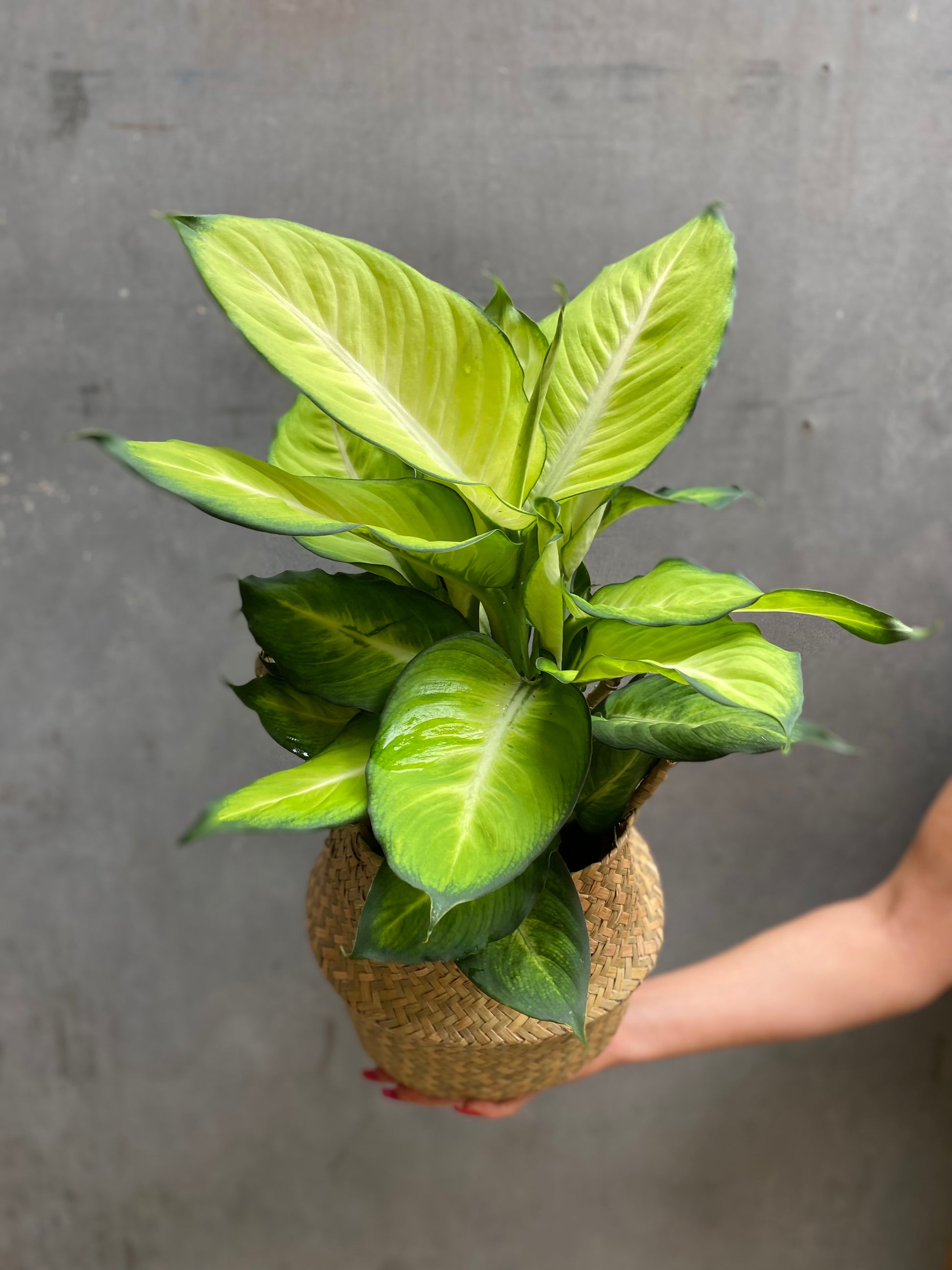 Dieffenbachia Summer Style-4
