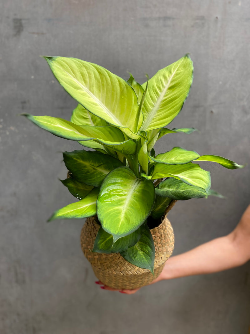 Dieffenbachia Summer Style-4