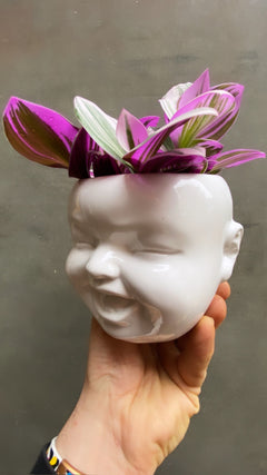 Tradescantia Nanouk-4