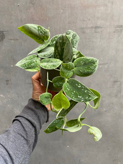 Scindapsus Silvery Ann-1