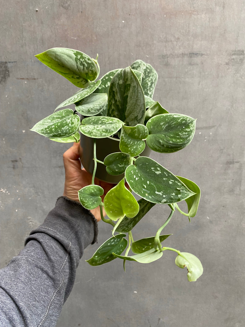 Scindapsus Silvery Ann-1