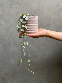 String of Hearts-4