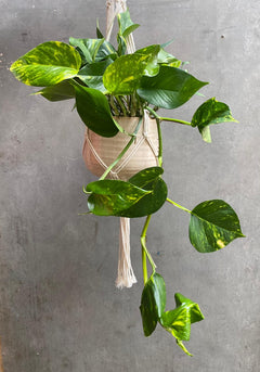 Devil’s Ivy Hanger-3