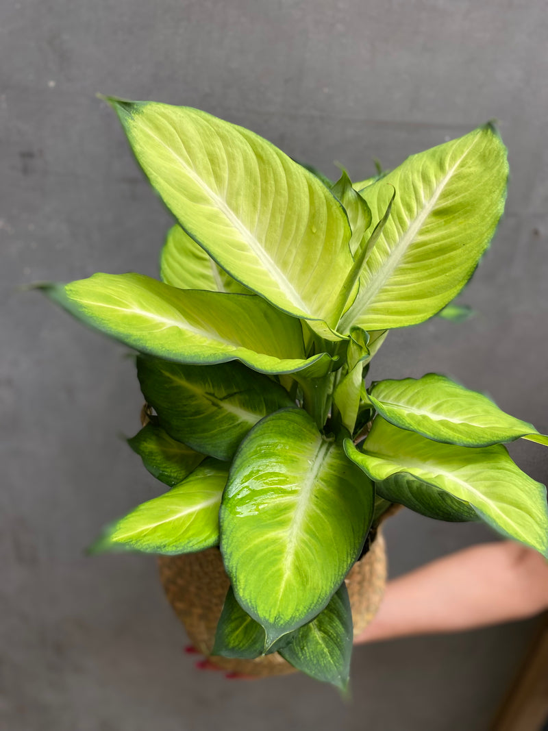 Dieffenbachia Summer Style-3